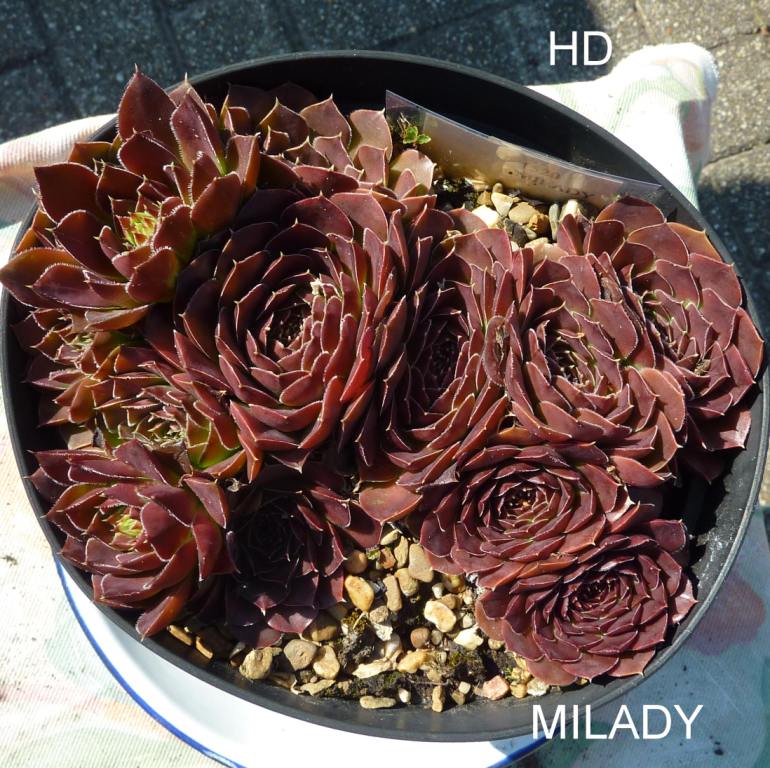 Milady / Jovi