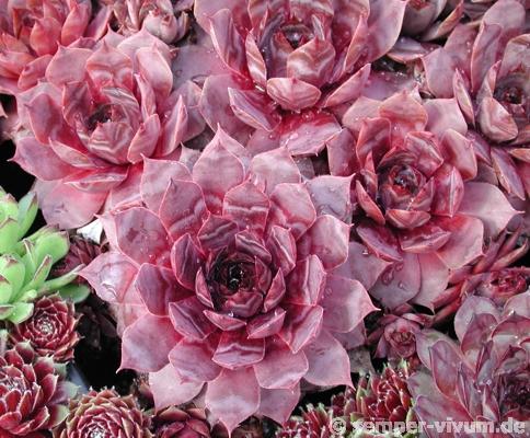 Missouri Rose