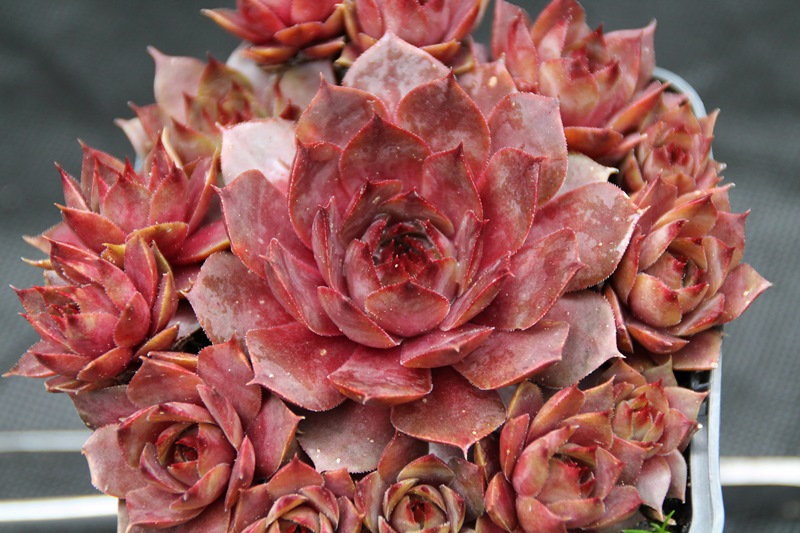 Missouri Rose