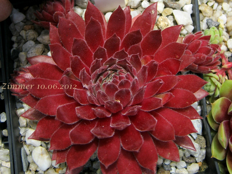 Pacific Charm