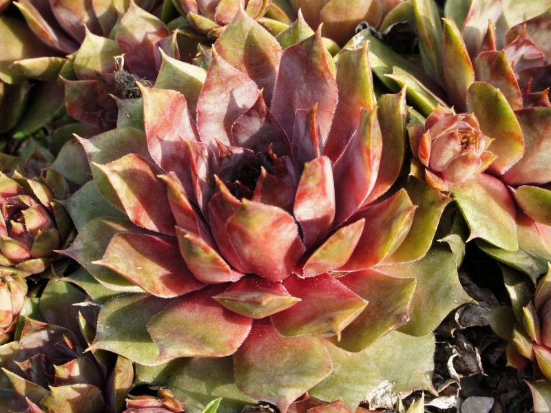Metallicum Giganteum