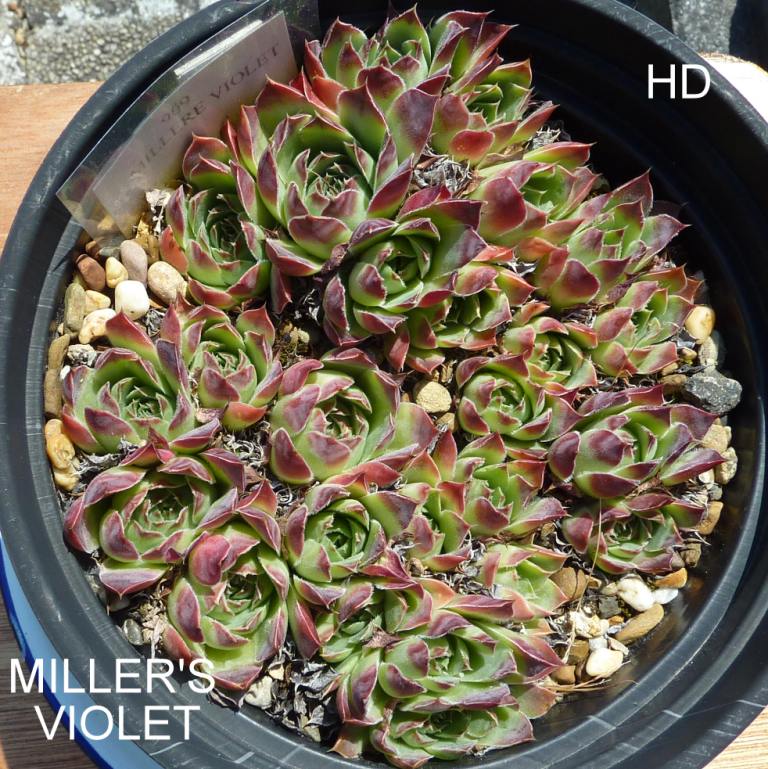 Miller's Violet / Jovi
