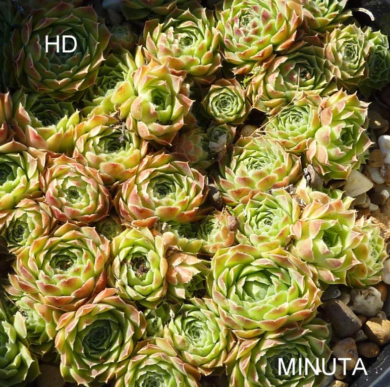 Minuta / Jovi