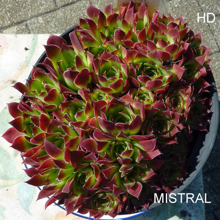 Mistral / Jovi