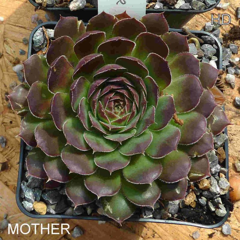 Mother / Jovi