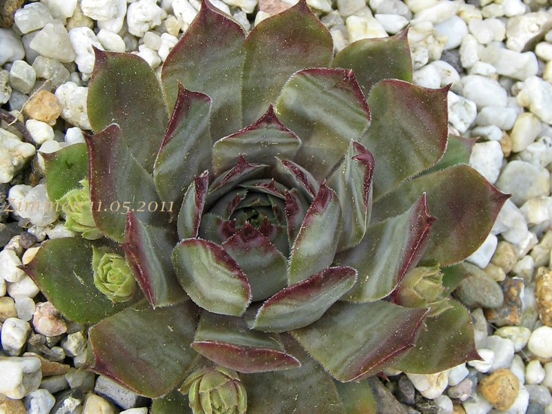 Metallicum Giganteum