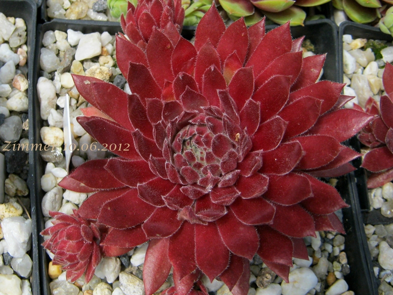 Pacific Charm