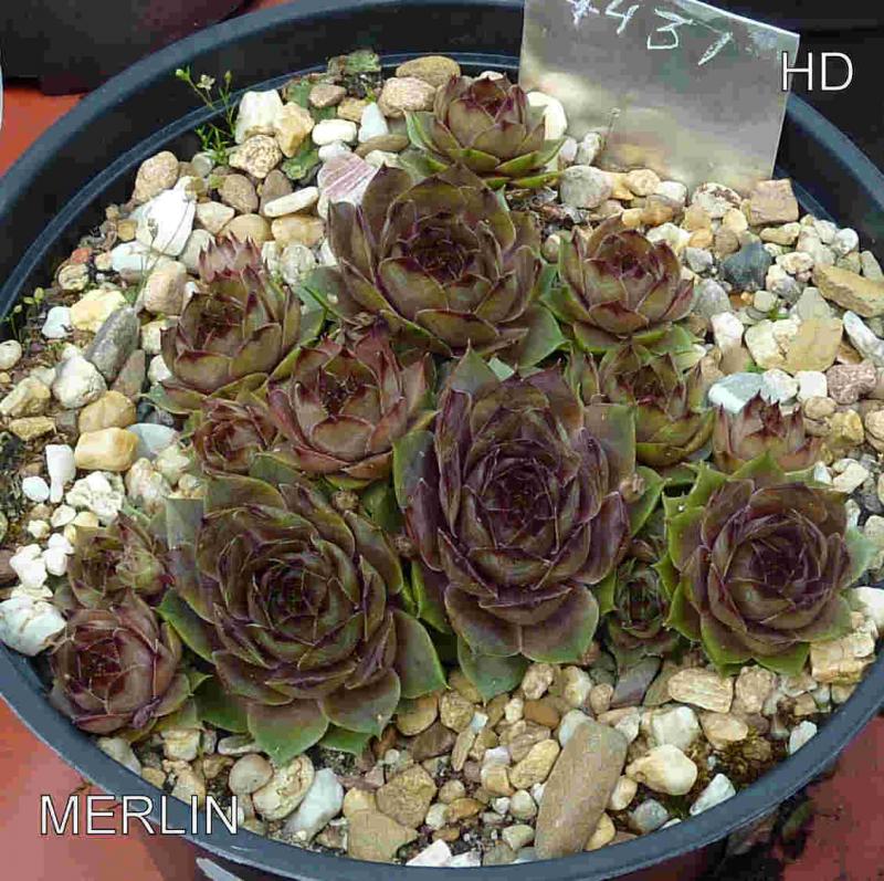 Merlin