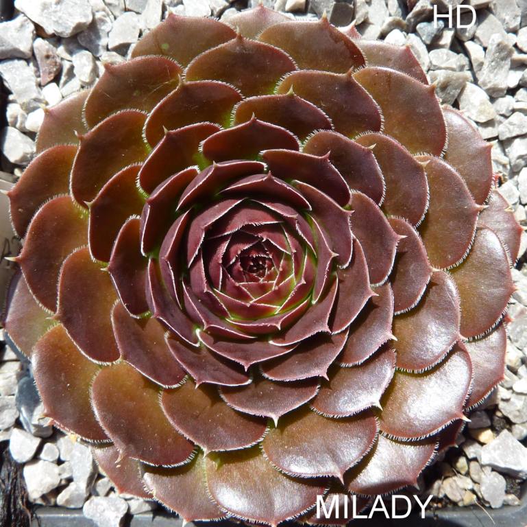 Milady / Jovi