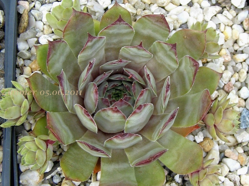 Metallicum Giganteum