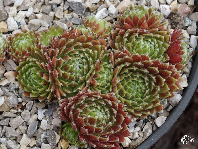 Maroon Queen