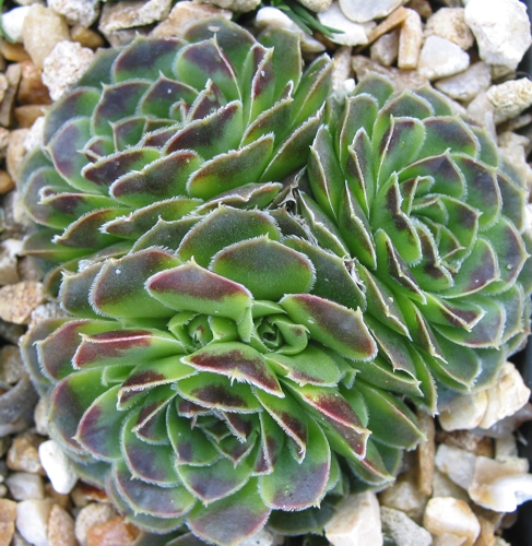 Minuta / Jovi