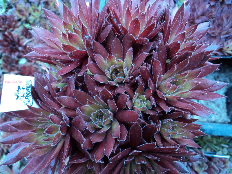Pacific Charm