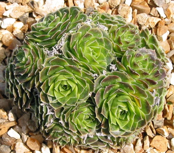 Minuta / Jovi