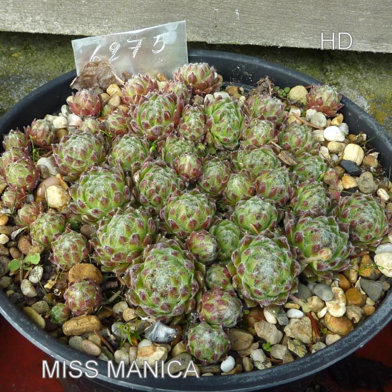 Miss Manica