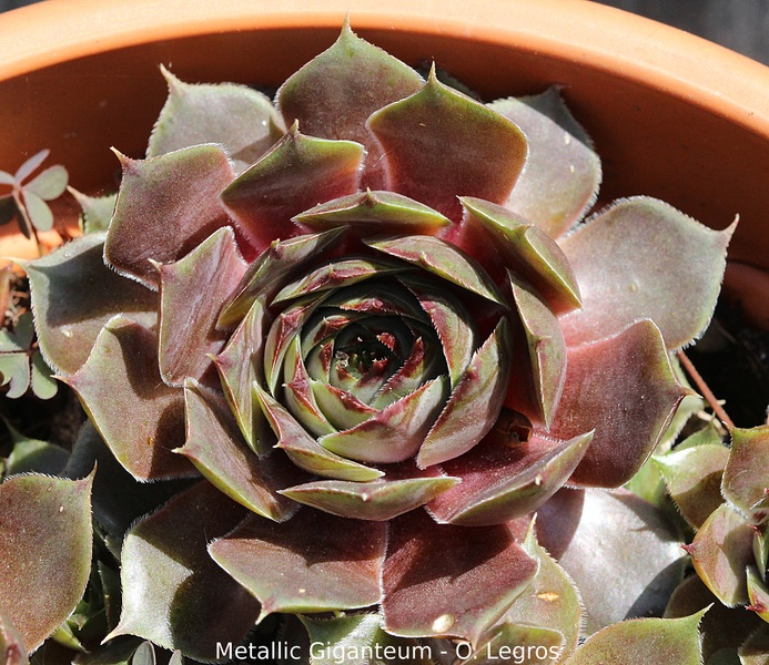Metallicum Giganteum