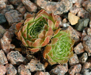 Minuta / Jovi
