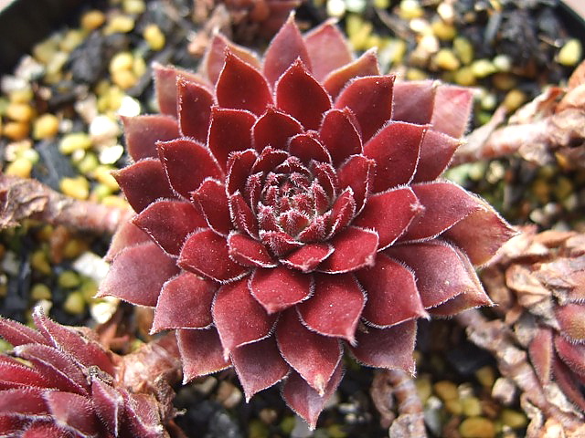 Pacific Charm