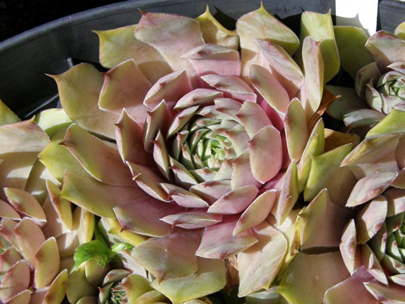 Metallicum Giganteum