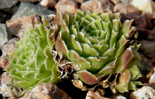 Minuta / Jovi