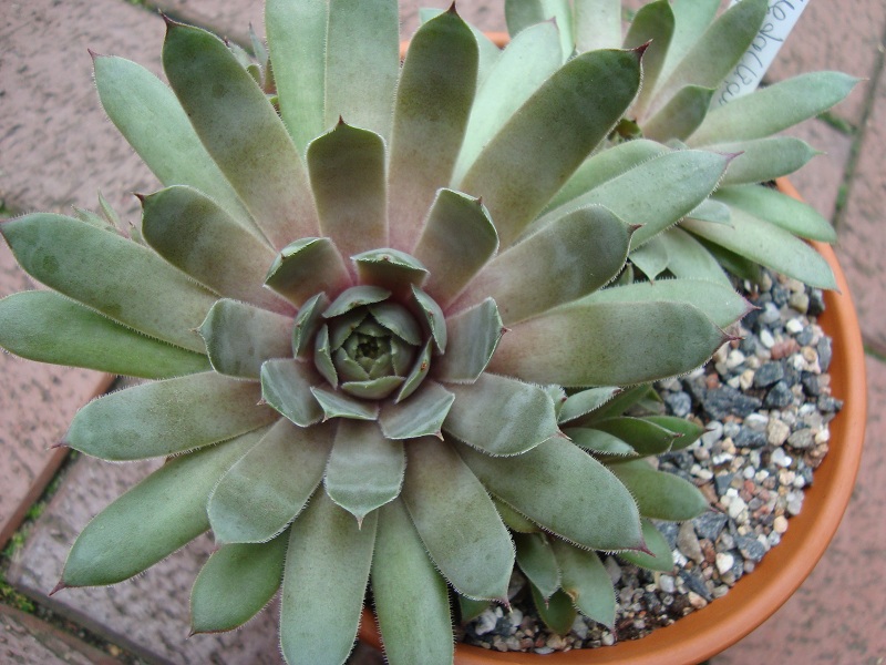 Metallicum Giganteum