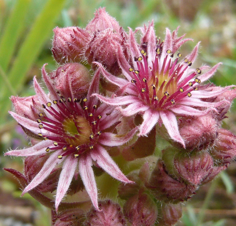 Missouri Rose