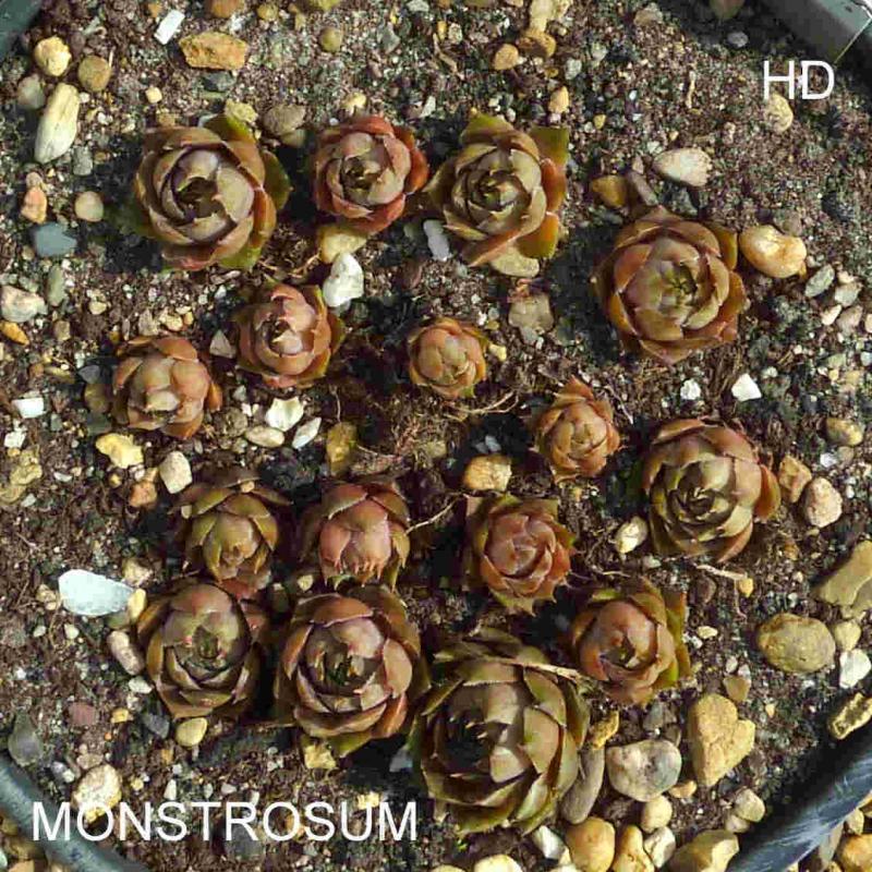 Monstrosum