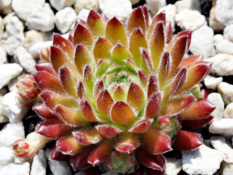 Apricot Blush