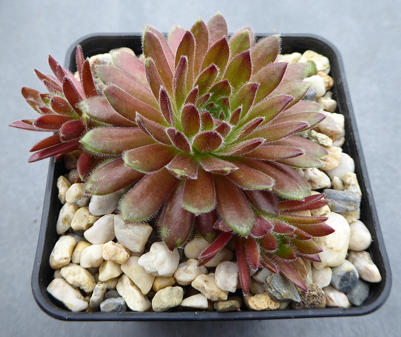 Apricot Blush