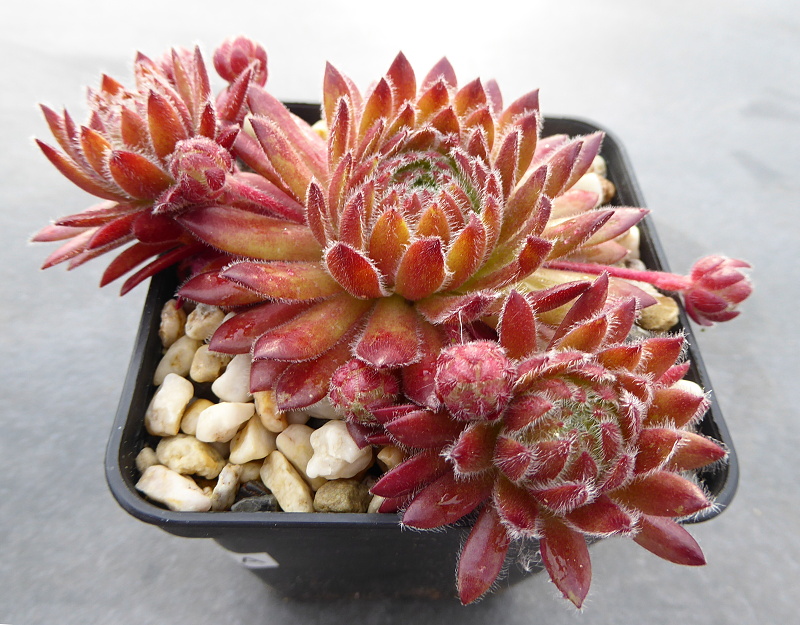 Apricot Blush