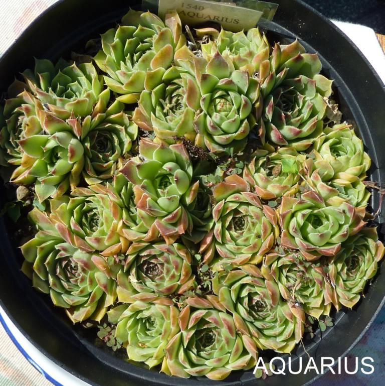 Aquarius / Jovi