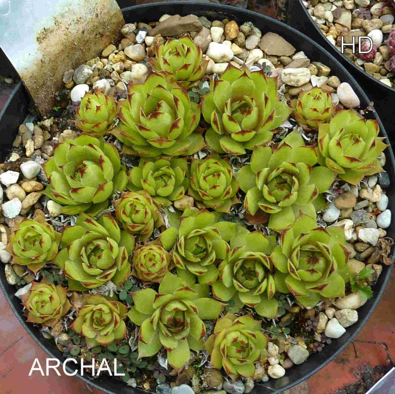 Archal