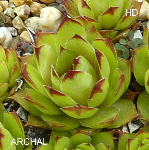 Archal