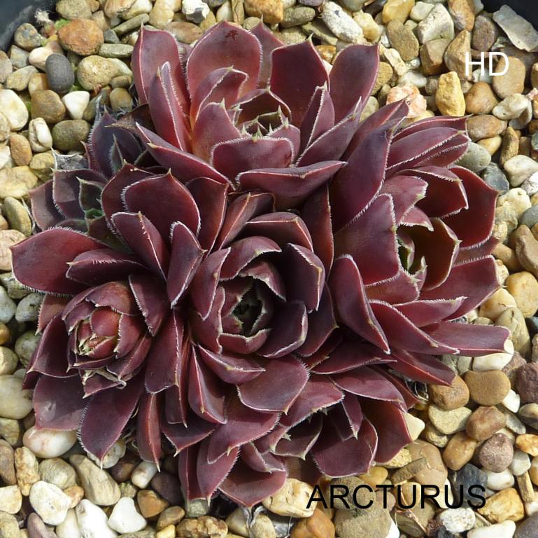 Arcturus / Jovi
