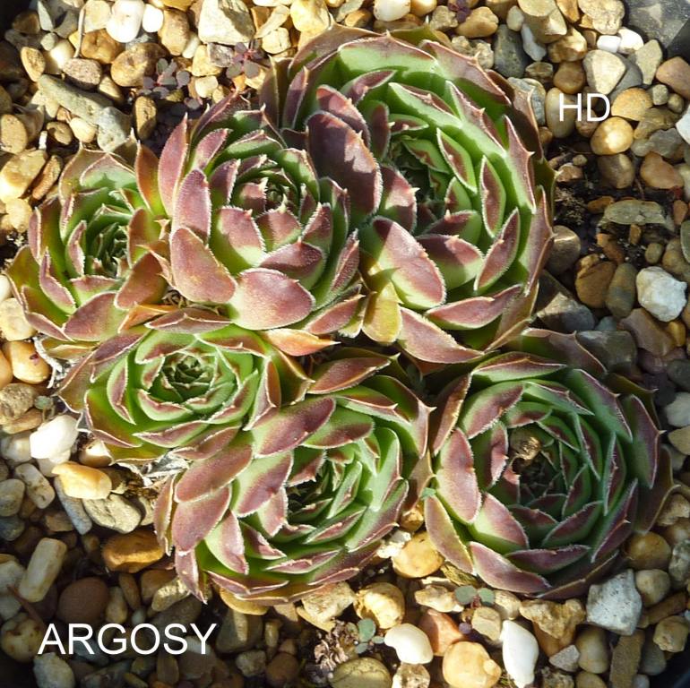 Argosy / Jovi