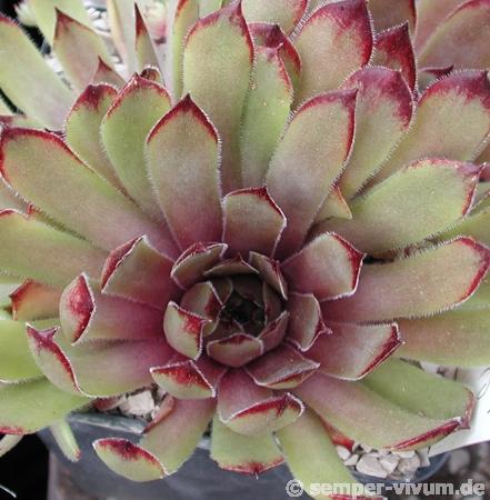 Argus Eye