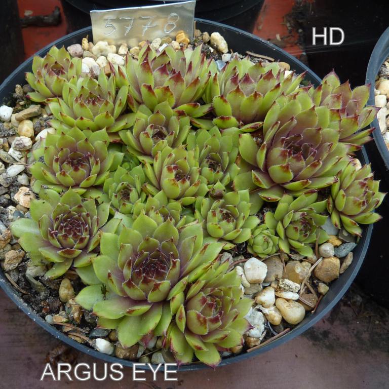 Argus Eye