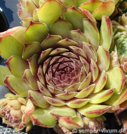 Argus Eye