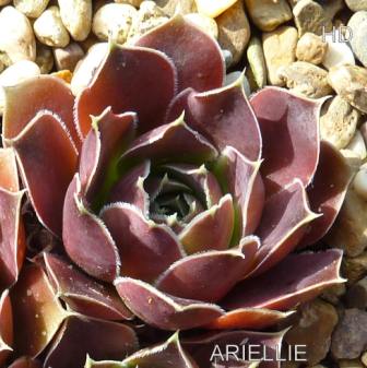 Ariellie / Jovi