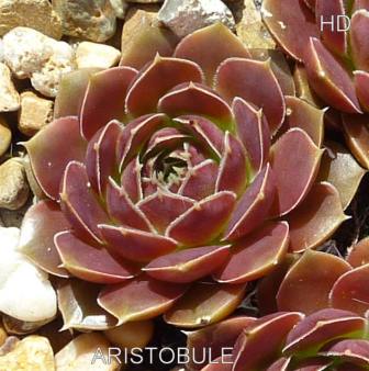 Aristobule / Jovi