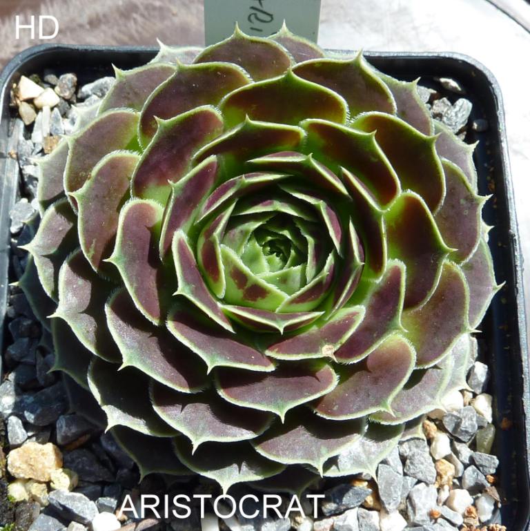 Aristocrat / Jovi