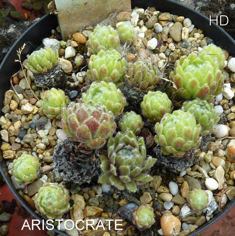 Aristocrate