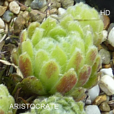 Aristocrate