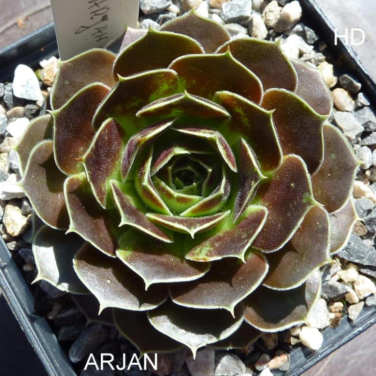 Arjan / Jovi