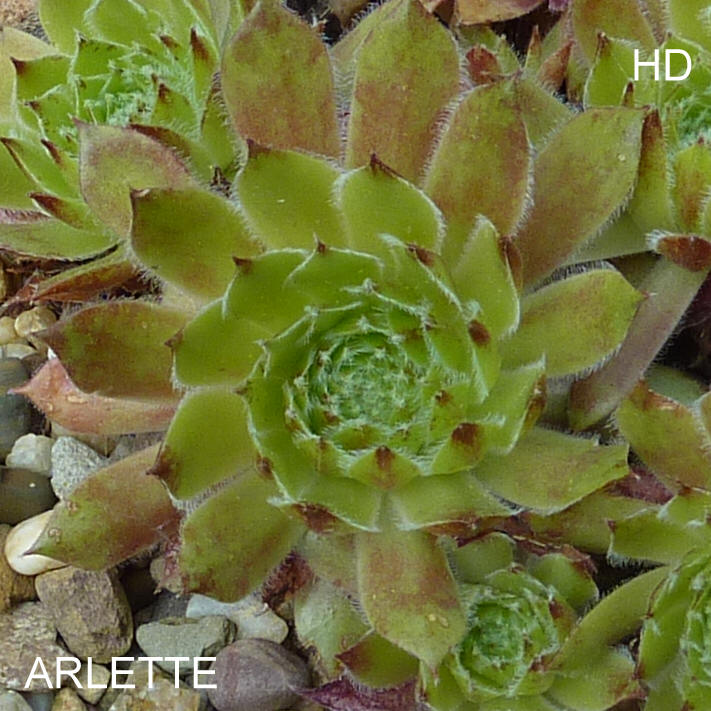 Arlette