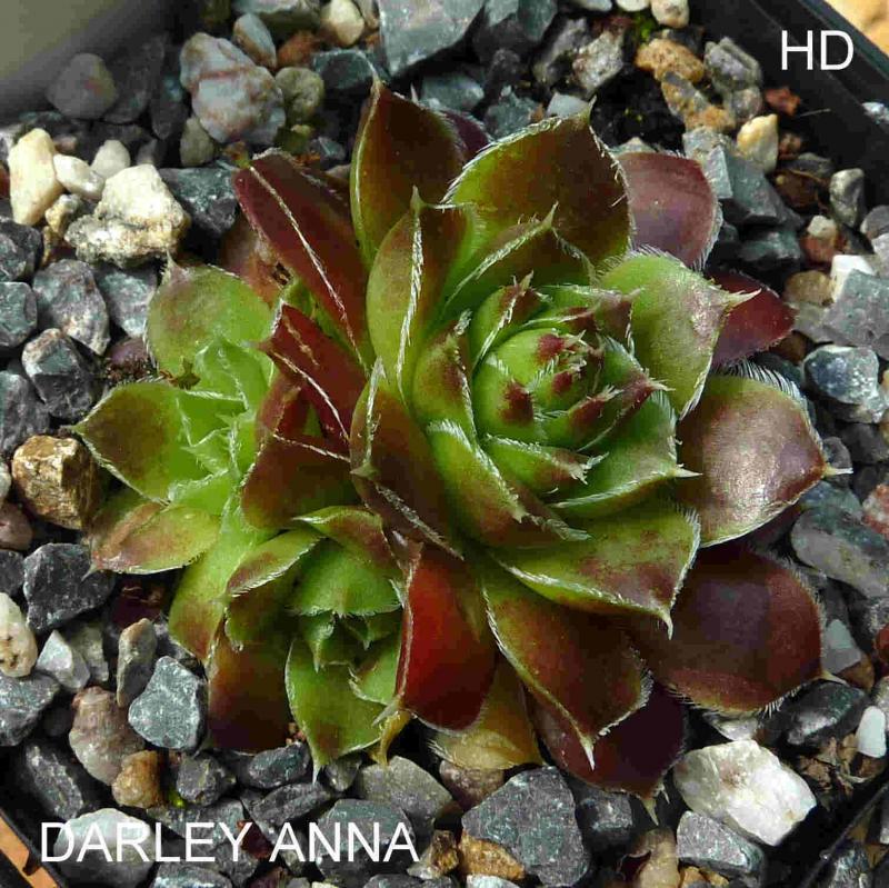 Darley Anna / Jovi