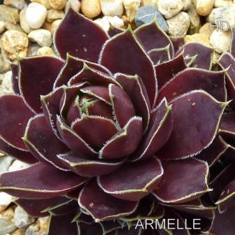 Armelle / Jovi
