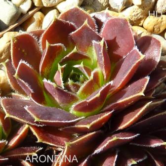 Arondina / Jovi