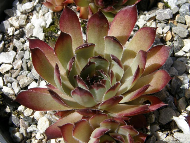 Arondina