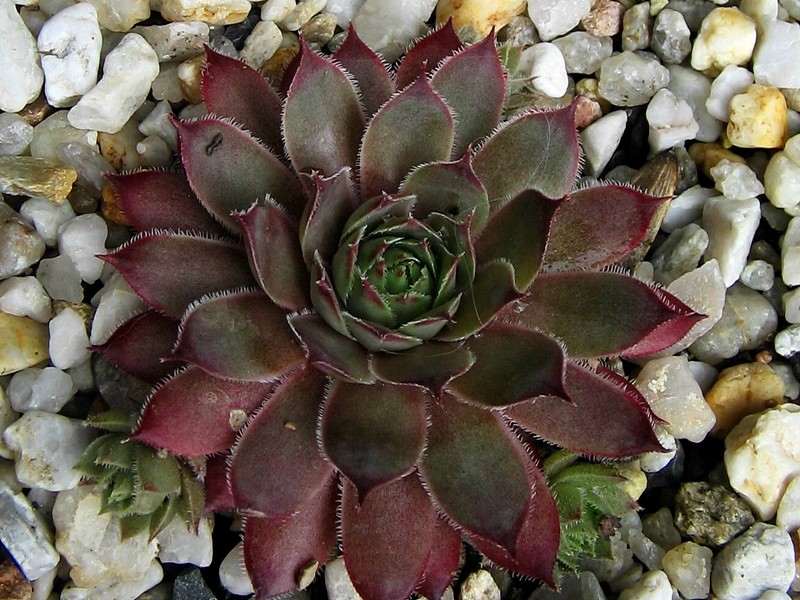 Arondina